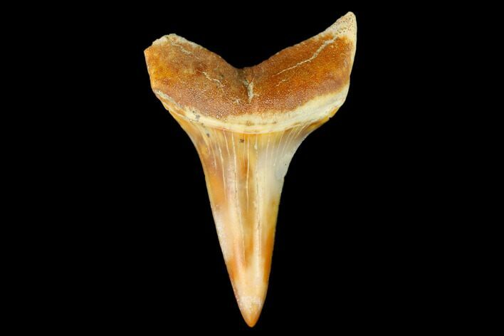 Colorful White/Mako Shark Tooth Fossil - Sharktooth Hill, CA #122721